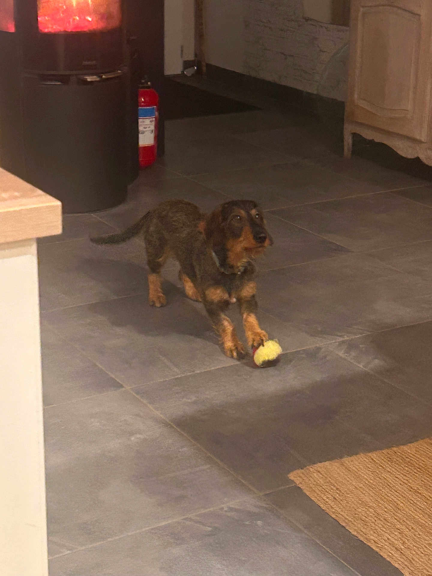 Bobby participe au concours pour gagner de l'argent avec cette photo : dog, indoor, tile_floor, toy, fireplace, fire_extinguisher, furniture, cabinet, brown_dog, small_dog, warm_light, cozy, home, stretching, pet, playing, floor, rustic, animal, curious