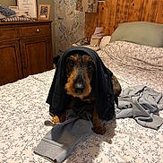 Bobby participe au concours pour gagner de l'argent avec cette photo : animal, bed, bedroom, books, clothing, cozy, curious, dog, dresser, ears, face, floral_bedspread, fur, indoor, lamp, paws, pet, photo_frame, shirt, wooden_headboard