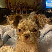 Pebbles is registered to the contest to win money with this photo: puppy, dog, close_up, blanket, indoor, living_room, ears, fur, cute, wide_eyes, cozy, furniture, television, dining_table, wooden_chairs, warm_lighting, home, pet, animal, portrait