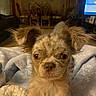 puppy, dog, close_up, blanket, indoor, living_room, ears, fur, cute, wide_eyes, cozy, furniture, television, dining_table, wooden_chairs, warm_lighting, home, pet, animal, portrait