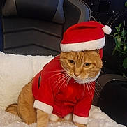 Noby a rejoint le concours — aidez-le/la à gagner de superbes lots ! animal, cat, chair, christmas, cozy, cute, ears, feline, festive, fluffy_blanket, furniture, holiday, indoor, orange_tabby, paws, pet_clothing, plant, santa_hat, santa_outfit, whiskers