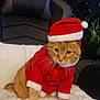 animal, cat, chair, christmas, cozy, cute, ears, feline, festive, fluffy_blanket, furniture, holiday, indoor, orange_tabby, paws, pet_clothing, plant, santa_hat, santa_outfit, whiskers