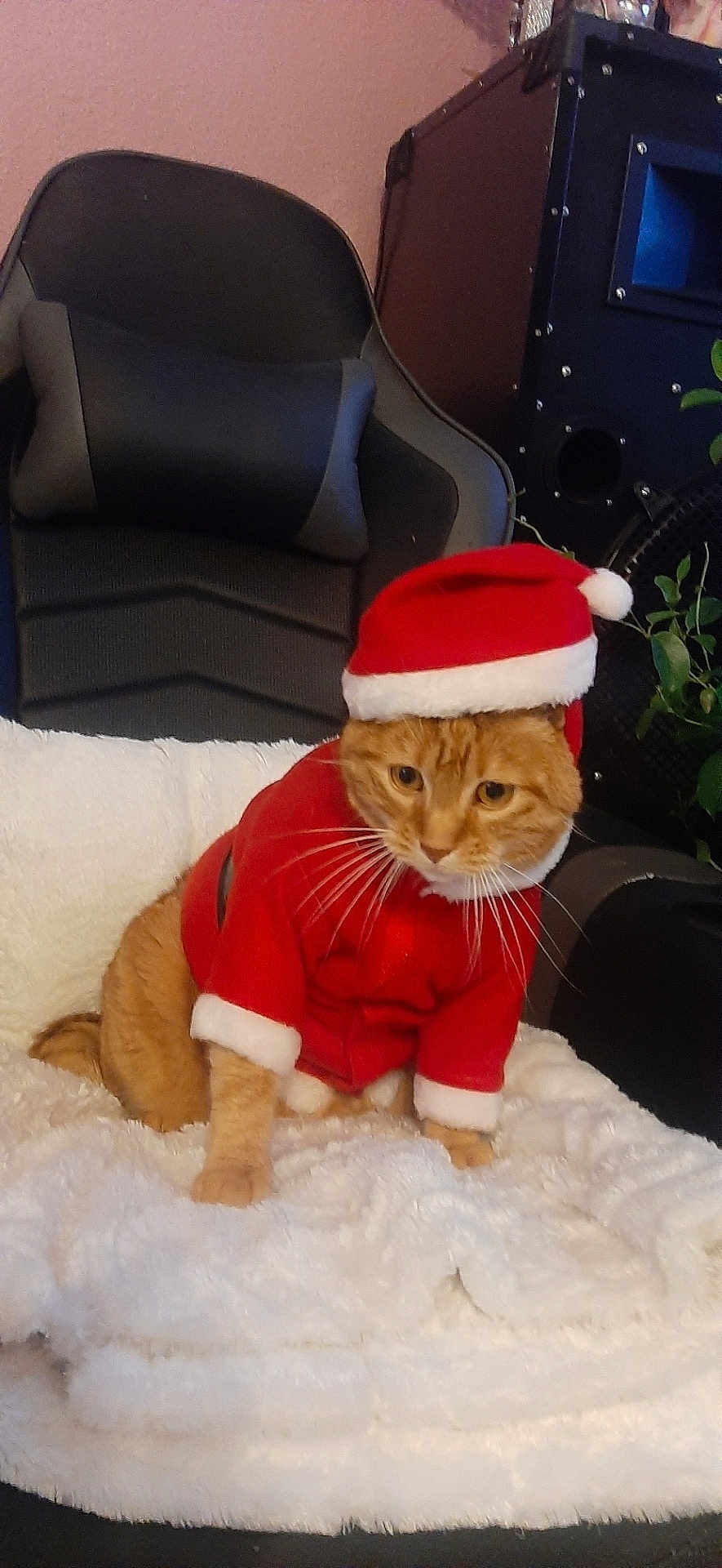 Noby a rejoint le concours — aidez-le/la à gagner de superbes lots ! animal, cat, chair, christmas, cozy, cute, ears, feline, festive, fluffy_blanket, furniture, holiday, indoor, orange_tabby, paws, pet_clothing, plant, santa_hat, santa_outfit, whiskers