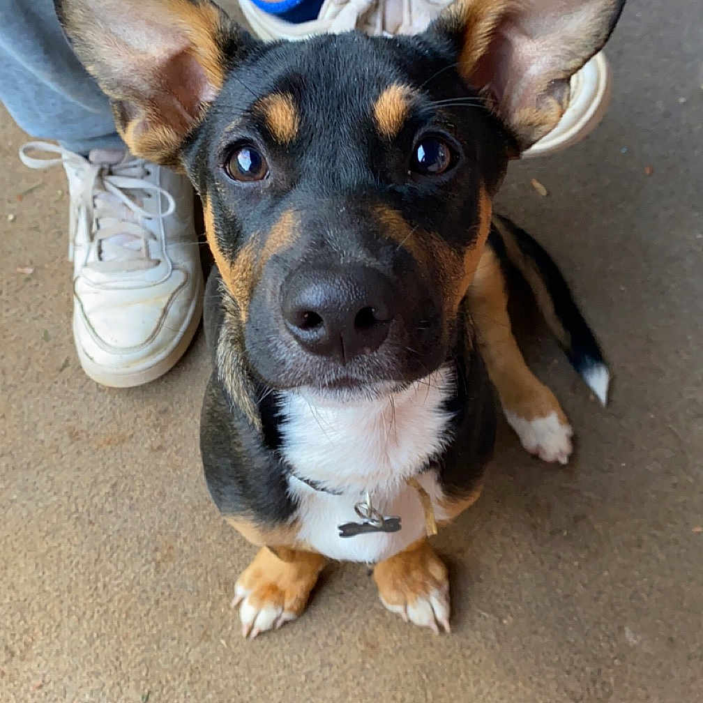 Mousse joined the competition — help win amazing prizes! accessories, animal, boy, canine, child, clothing, dog, footwear, hound, leash, male, pants, person, pet, puppy, runningshoe, sandal, shoe, sneaker, strap