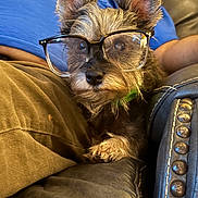 Lady is registered to the contest to win money with this photo: dog, glasses, couch, person, brown_pants, blue_shirt, fur, pet, indoor, relaxing, closeup, seated, cozy, casual, comfort, leather_couch, decorative_nails, small_dog, portrait, whiskers