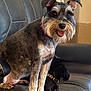 animal, black_dog, canine, collar, companion, cozy, cute, dog, friendly, fur, happy, home, indoor, leather_couch, pet, relaxed, schnauzer, sitting, tongue_out, two_dogs