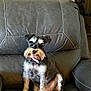 Zoey is registered to the contest to win money with this photo: dog, schnauzer, pet, animal, indoor, chair, leather, furniture, cute, sitting, beard, fur, ears, collar, brown, grey, portrait, companion, domestic, canine