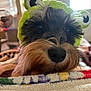 Zoey joined the competition — help win amazing prizes! dog, pet, animal, furry, close_up, costume, hat, frog_hat, blanket, indoor, cozy, resting, cute, fur, snout, nose, window, blinds, soft_light, domestic