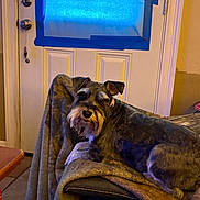 Zoey is registered to the contest to win money with this photo: dog, schnauzer, blanket, chair, indoor, door, window, blue_tape, pet, fur, animal, relaxing, looking, cozy, home, floor, tile, furniture, ear, collar
