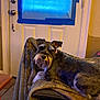 animal, blanket, blue_tape, chair, collar, cozy, dog, door, ear, floor, fur, furniture, home, indoor, looking, pet, relaxing, schnauzer, tile, window