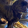Loki joined the competition — help win amazing prizes! alert, animal, black_dog, blanket, canine, collar, companion, cozy, cute, dog, domestic, fur, furniture, household, indoor, leather_couch, pet, portrait, side_view, standing