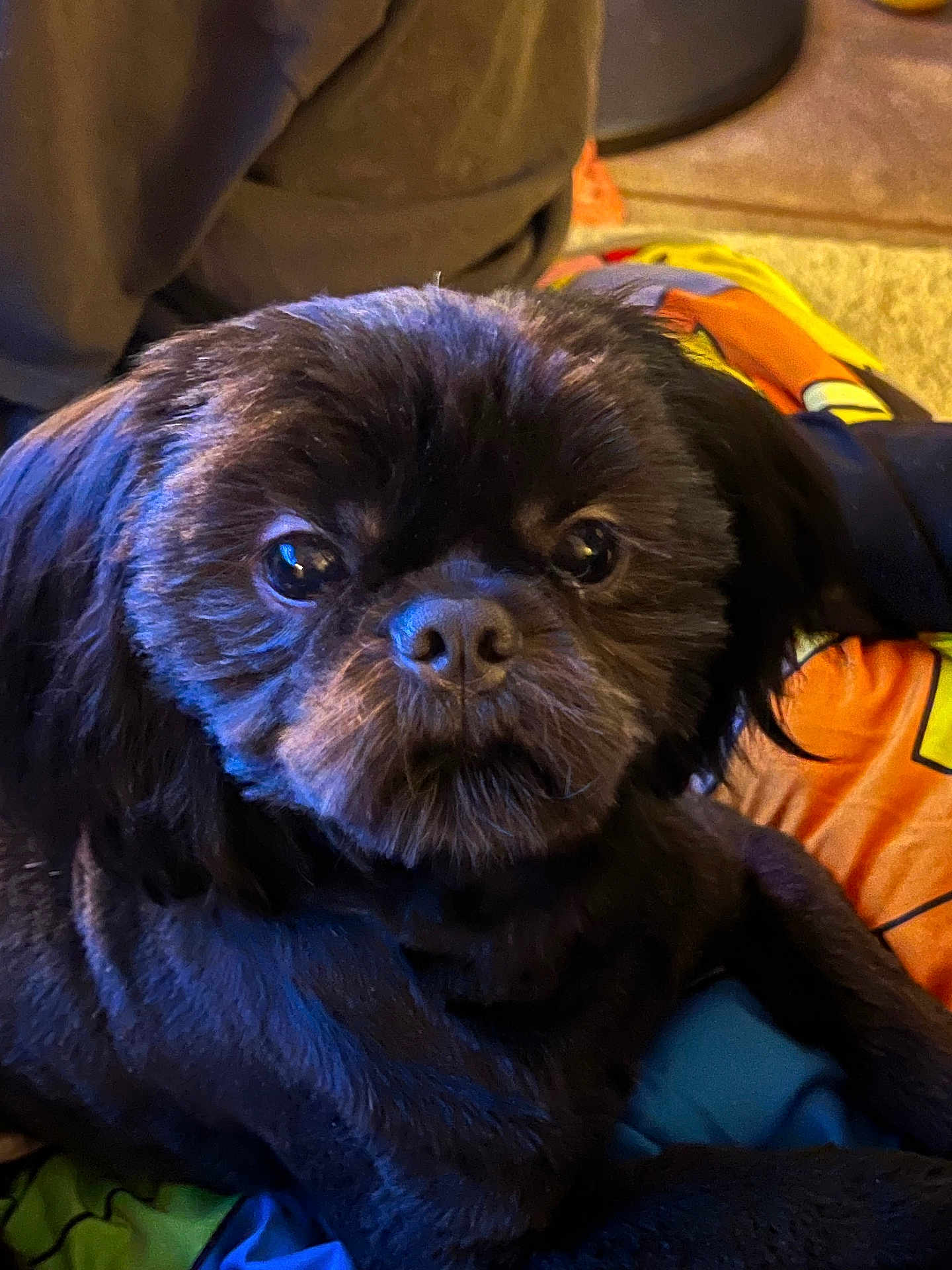 Loki