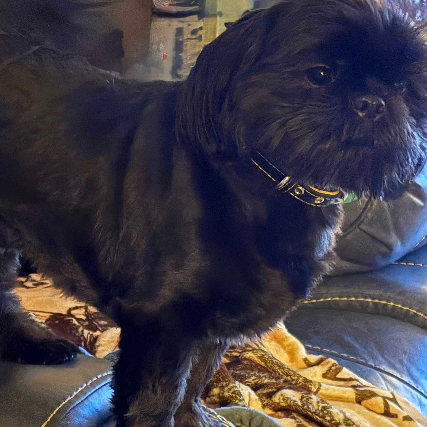 Loki