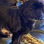 animal, black_dog, blanket, casual, collar, companion, cozy, curious, dog, domestic, fur, furniture, home, household_items, indoor, leather_couch, pet, relaxed, side_view, standing