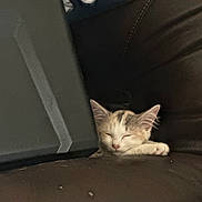 Fish is registered to the contest to win money with this photo: animal, black_object, couch, cozy, cute, domestic, ears, fur, indoor, kitten, leather, nap, paw, pet, quiet, relaxed, resting, sleeping, small, whiskers