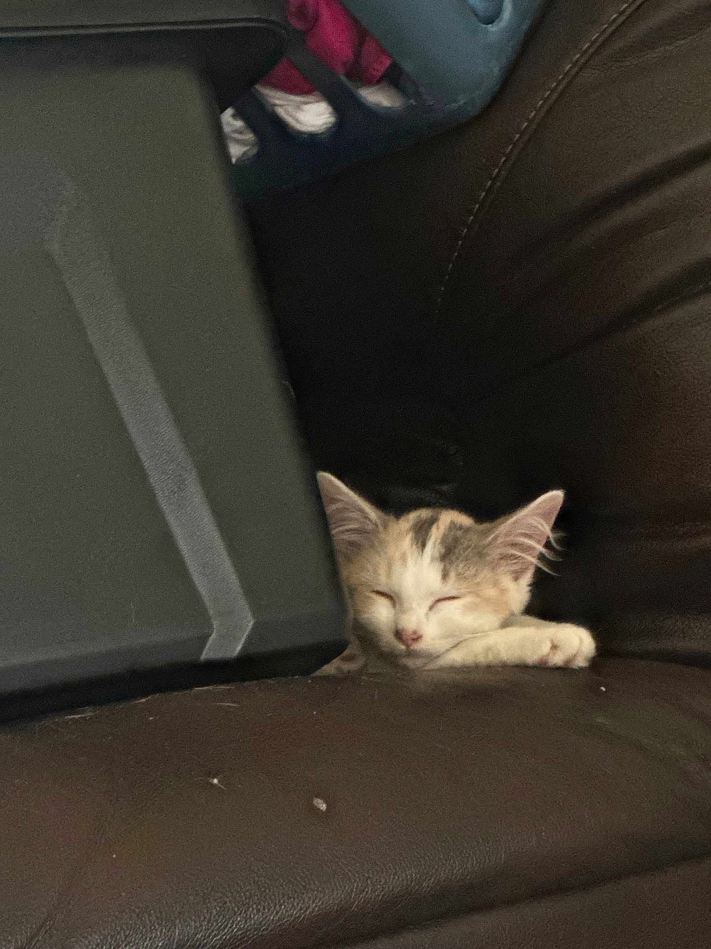 Fish is registered to the contest to win money with this photo: animal, black_object, couch, cozy, cute, domestic, ears, fur, indoor, kitten, leather, nap, paw, pet, quiet, relaxed, resting, sleeping, small, whiskers