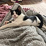 Lovey is registered to the contest to win money with this photo: alert, animal, bed, bedroom, black_and_white, cat, cozy, feline, fluffy_blanket, green_eyes, home, indoors, lying_down, paws, pet, pink_nose, relaxed, tail, tuxedo_cat, whiskers