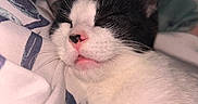 Lovey is registered to the contest to win money with this photo: bed, bedding, black_and_white, blanket, cat, close_up, cozy, cute, fur, indoors, kitten, pet, pink_nose, portrait, relaxed, resting, sleeping, sleepy, tongue, whiskers