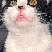 Lovey joined the competition — help win amazing prizes! animal, black_and_white, blue_background, cat, close_up, cute, ears, eyes, face, front_facing, fur, indoor, kitten, pet, pink_mouth, pink_nose, portrait, tuxedo_cat, whiskers, wide_eyed