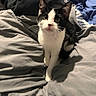 Lovey joined the competition — help win amazing prizes! animal, bed, bedding, bedroom, black_and_white, blanket, cat, cute, ears, eyes, feline, indoor, kitten, pet, photography, pink_nose, portrait, sitting, tuxedo_cat, whiskers