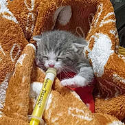 Mama joined the competition — help win amazing prizes! animal, ball, blanket, cat, dynamite, kitten, manx, marker, pencil, person, pet, quilt, racket, sleeping, sport, tennis, tennisball, tennisracket, weapon