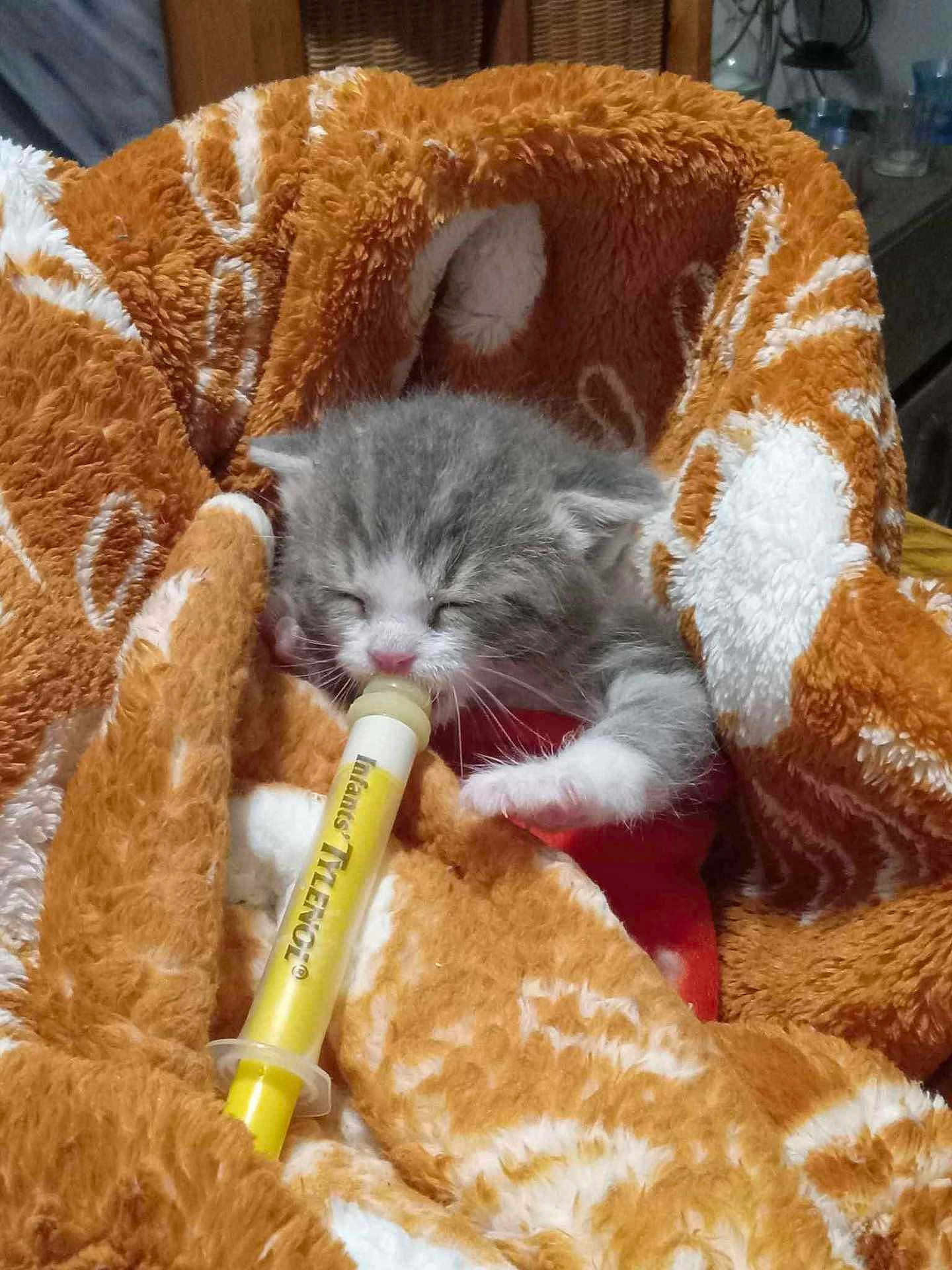 Mama joined the competition — help win amazing prizes! animal, ball, blanket, cat, dynamite, kitten, manx, marker, pencil, person, pet, quilt, racket, sleeping, sport, tennis, tennisball, tennisracket, weapon
