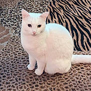 Skye joined the competition — help win amazing prizes! white_cat, cat, animal, pet, feline, sitting, carpet, patterned_carpet, leopard_print, tiger_print, indoor, fur, whiskers, ears, tail, domestic, cute, calm, looking, floor