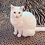 white_cat, cat, animal, pet, feline, sitting, carpet, patterned_carpet, leopard_print, tiger_print, indoor, fur, whiskers, ears, tail, domestic, cute, calm, looking, floor