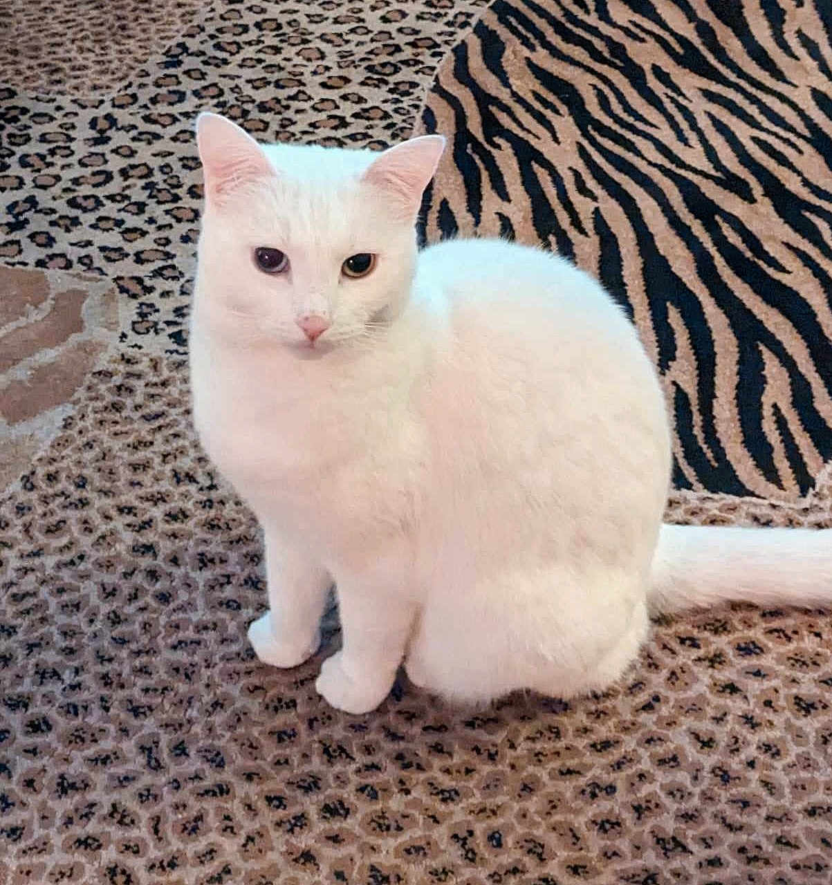 Skye joined the competition — help win amazing prizes! white_cat, cat, animal, pet, feline, sitting, carpet, patterned_carpet, leopard_print, tiger_print, indoor, fur, whiskers, ears, tail, domestic, cute, calm, looking, floor