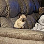 animal, beige, cat, couch, cozy, curious, cute, domestic, feline, fluffy, furniture, indoor, kitten, living_room, pet, siamese, sitting, small, soft, young