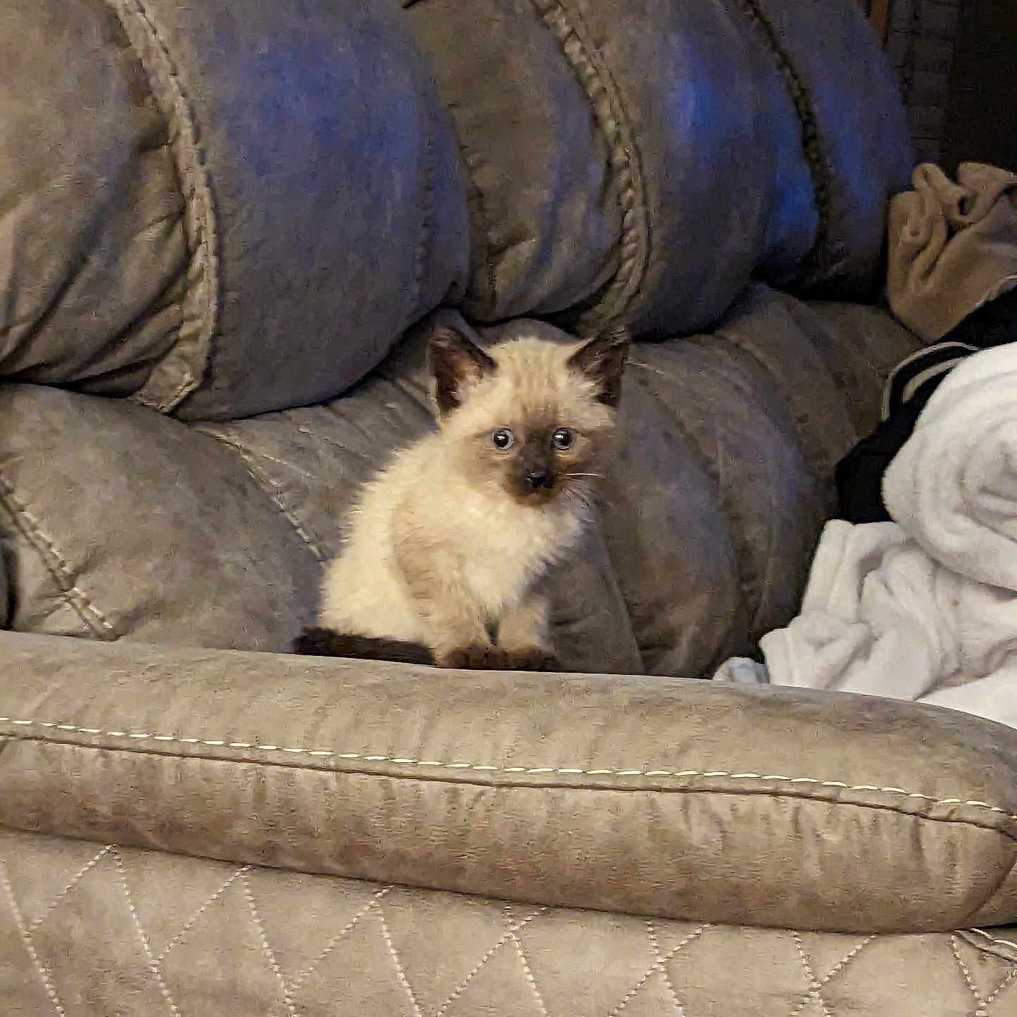 Amos Jack is registered to the contest to win money with this photo: animal, beige, cat, couch, cozy, curious, cute, domestic, feline, fluffy, furniture, indoor, kitten, living_room, pet, siamese, sitting, small, soft, young