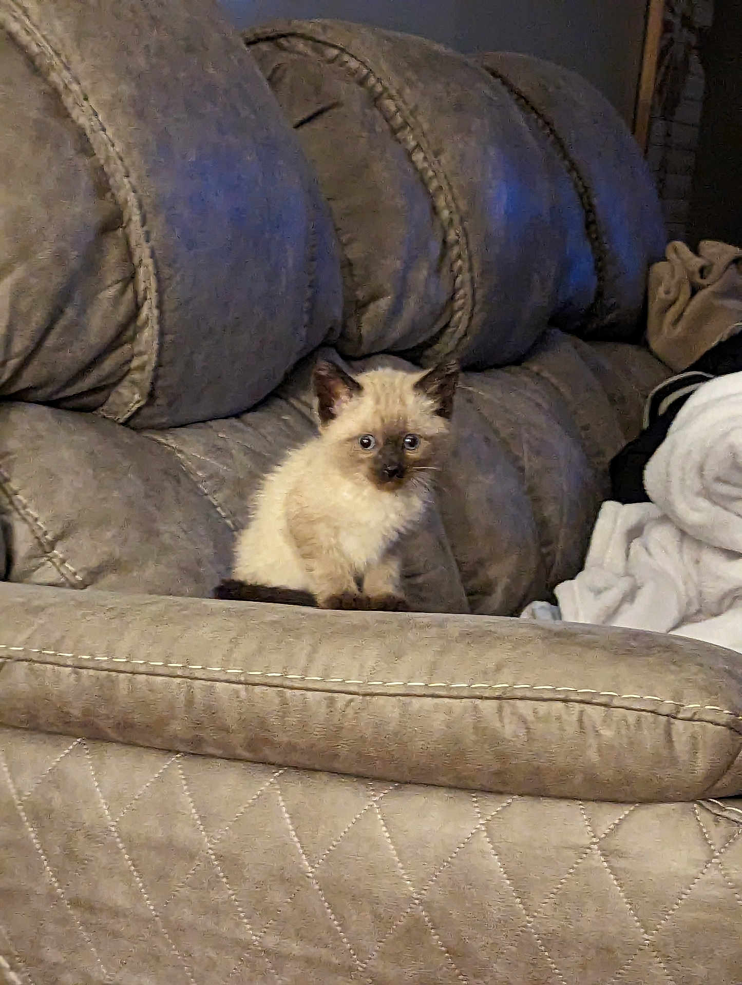 Amos Jack is registered to the contest to win money with this photo: animal, beige, cat, couch, cozy, curious, cute, domestic, feline, fluffy, furniture, indoor, kitten, living_room, pet, siamese, sitting, small, soft, young