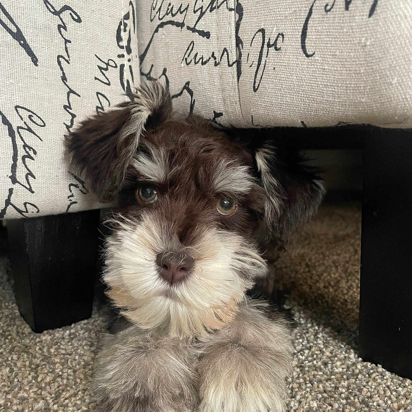 Lt. Col. Murphy is registered to the contest to win money with this photo: affenpinscher, animal, canine, cat, chair, cockerspaniel, couch, cushion, dog, furniture, handwriting, homedecor, kitten, papillon, pet, poodle, puppy, terrier, text, whitedog