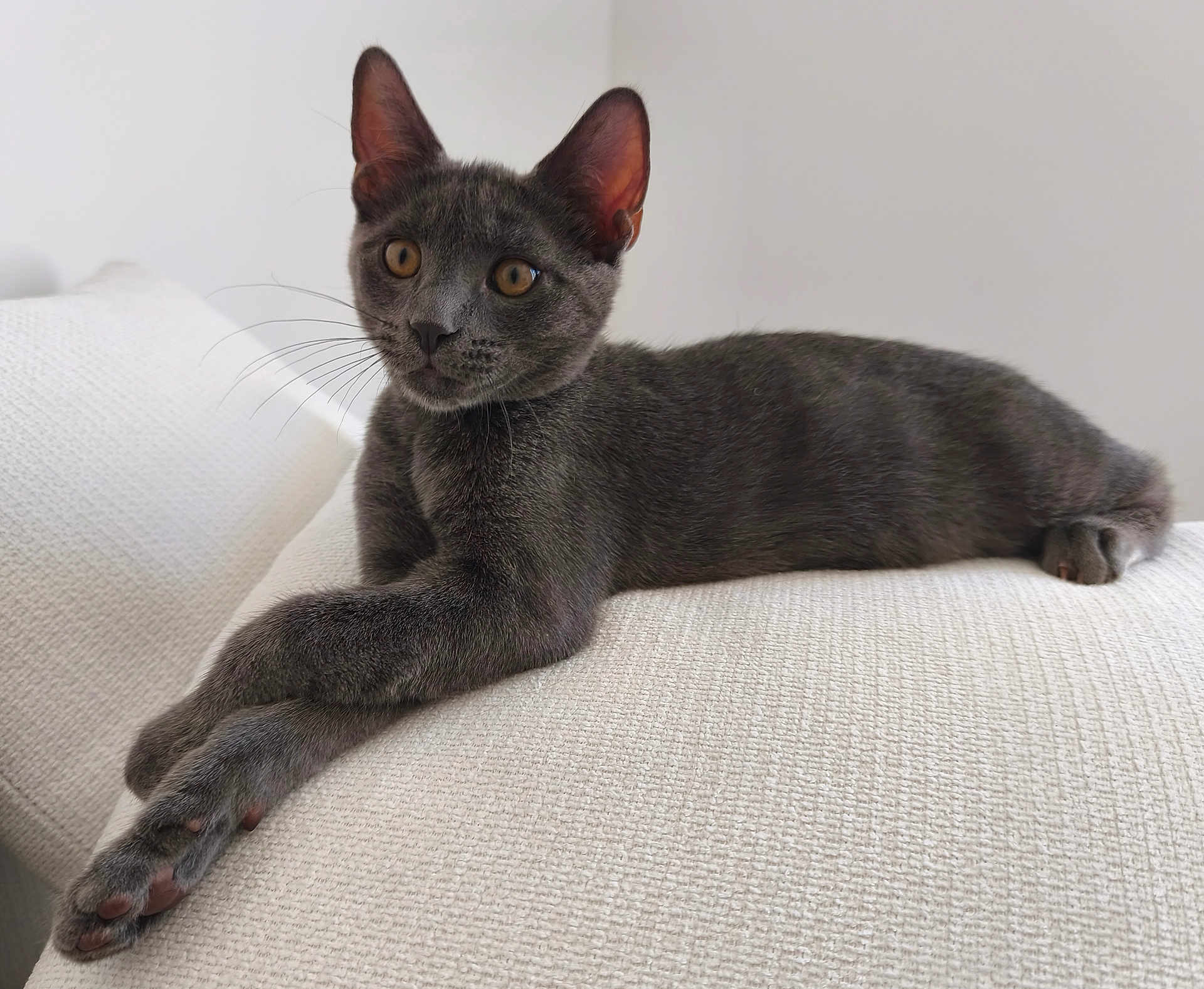 Simba participe au concours pour gagner de l'argent avec cette photo : cat, gray_cat, pet, animal, feline, whiskers, ears, paws, relaxed, couch, white_background, indoor, cute, alert, fur, closeup, portrait, domestic_cat, resting, texture