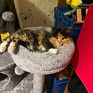 Naya a rejoint le concours — aidez-le/la à gagner de superbes lots ! animal_pattern, calico, cat, cat_tree, cozy, curious, cute, fluffy, furniture, home, indoor, kitten, paw, perch, pet, relaxing, soft, storage_bins, wallpaper, young