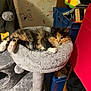animal_pattern, calico, cat, cat_tree, cozy, curious, cute, fluffy, furniture, home, indoor, kitten, paw, perch, pet, relaxing, soft, storage_bins, wallpaper, young