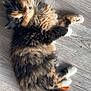 animal, cat, closeup, curious, cute, domestic_cat, feline, fluffy, indoor, kitten, looking_up, lying_down, paws, pet, playful, soft_fur, tail, whiskers, wooden_floor, young_cat