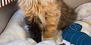 Naya a rejoint le concours — aidez-le/la à gagner de superbes lots ! animal, black, blanket, carrier, cat, cute, domestic, fluffy, fur, furry, indoor, kitten, orange, pet, small, soft, toy, whiskers, white, young