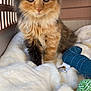 animal, black, blanket, carrier, cat, cute, domestic, fluffy, fur, furry, indoor, kitten, orange, pet, small, soft, toy, whiskers, white, young