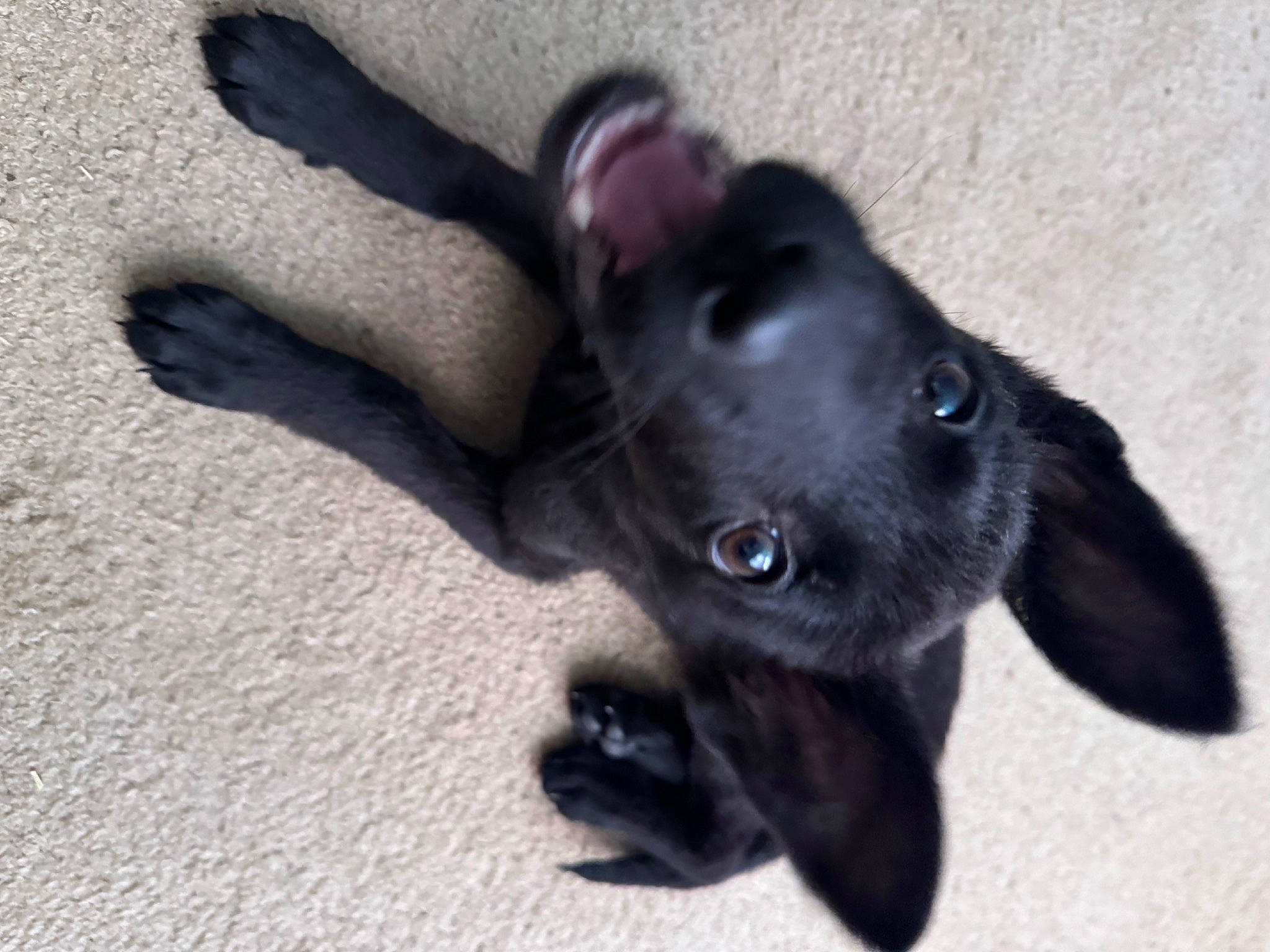 Zeus joined the competition — help win amazing prizes! borador, canidae, carnivore, companion_dog, dog, dog_breed, event, fawn, fur, liver, non_sporting_group, paw, pet_supply, road_surface, sporting_group, terrestrial_animal, whiskers, working_animal