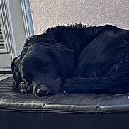 Bearbear is registered to the contest to win money with this photo: animal, bench, black_dog, calm, canine, cozy, dog, domestic, fur, home, indoor, leather, napping, peaceful, pet, quiet, relax, resting, side_view, sleeping