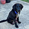 Bearbear is registered to the contest to win money with this photo: animal, black_dog, blue_collar, brick_wall, concrete, curious, daylight, dog, domestic_animal, flowerpot, grass, laundry_basket, leash, outdoor, pet, porch, puppy, sidewalk, sitting, young_dog