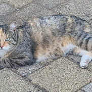 Phobee a rejoint le concours — aidez-le/la à gagner de superbes lots ! animal, blue_eyes, calico_cat, cat, ears, feline, gray_fur, ground, lying_down, orange_fur, outdoor, patio, pavement, paws, pet, portrait, relaxed, tail, whiskers, white_fur