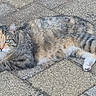 animal, blue_eyes, calico_cat, cat, ears, feline, gray_fur, ground, lying_down, orange_fur, outdoor, patio, pavement, paws, pet, portrait, relaxed, tail, whiskers, white_fur