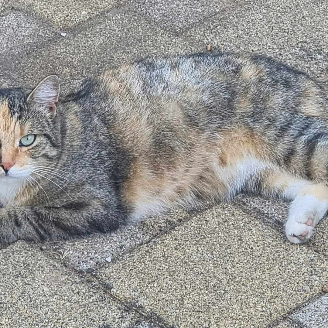 Phobee