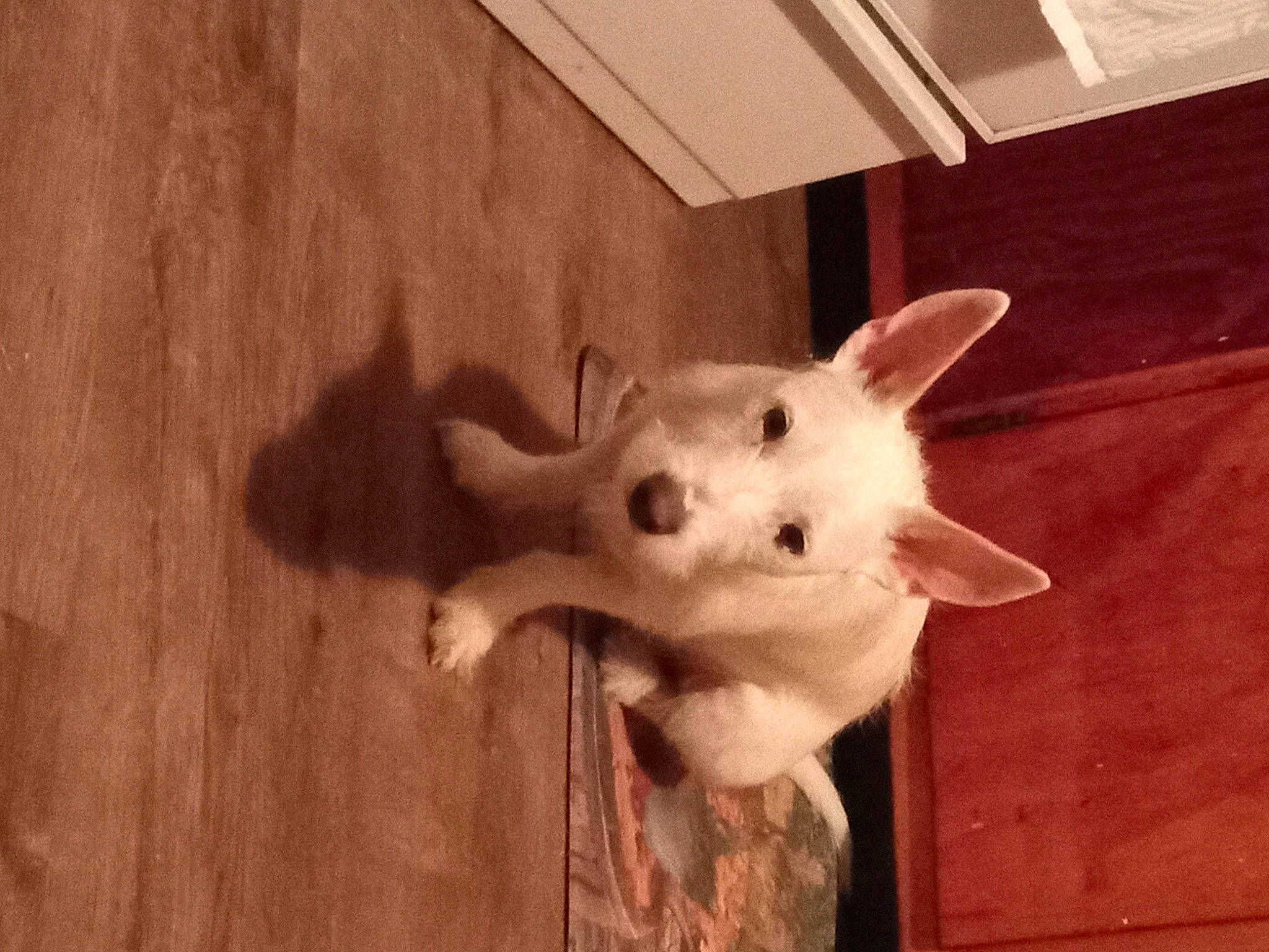 Taylor joined the competition — help win amazing prizes! canidae, carnivore, companion_dog, dog, dog_breed, ear, fawn, felidae, flooring, football, fur, hardwood, small_to_medium_sized_cats, snout, sporting_group, tail, terrestrial_animal, whiskers, wood, working_animal