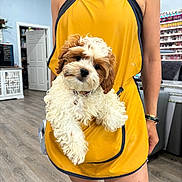 Peanut is registered to the contest to win money with this photo: dog, puppy, small_dog, fluffy, curly_fur, white_fur, brown_fur, pet, animal, dog_face, black_nose, collar, grooming, grooming_salon, apron, person, indoor, portrait, yellow, pet_care