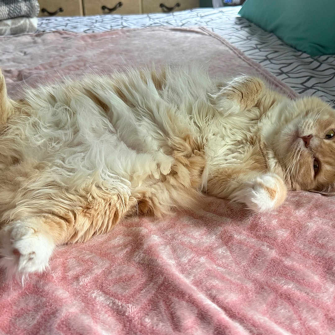 Nugget