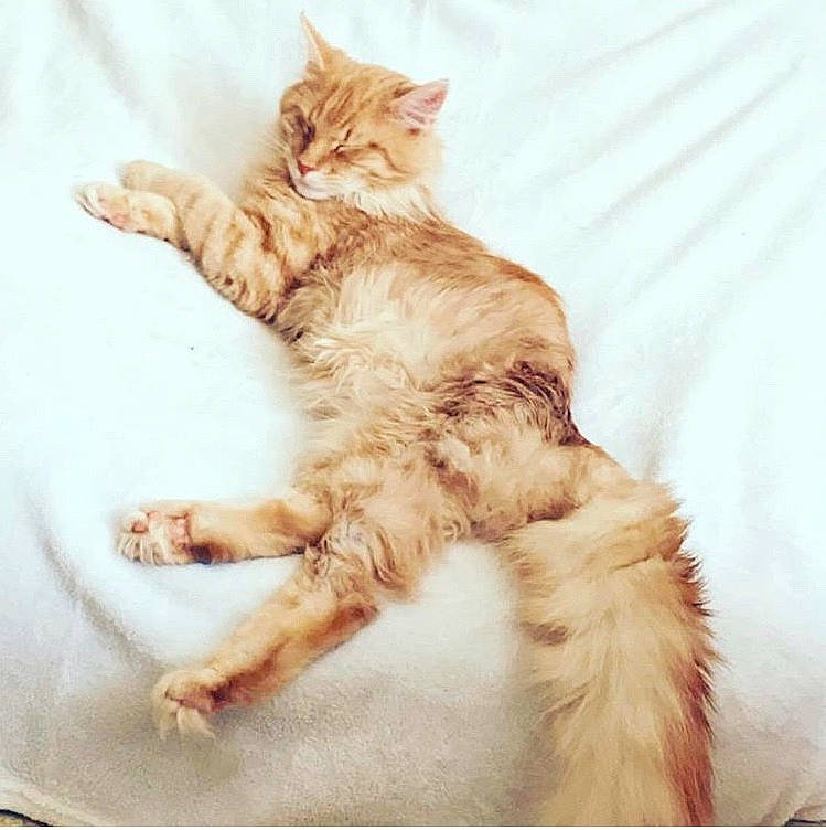 Léon participe au concours pour gagner de l'argent avec cette photo : asian, carnivore, cat, claw, domestic_long_haired_cat, ear, european_shorthair, fawn, felidae, fur, kitten, maine_coon, norwegian_forest_cat, paw, polydactyl_cat, siberian, small_to_medium_sized_cats, tabby_cat, tail, whiskers