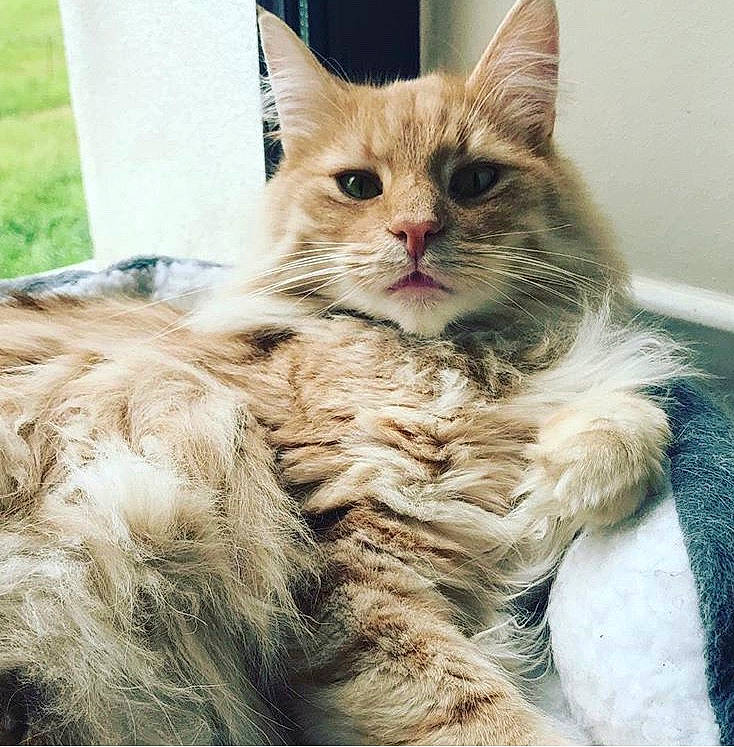 Léon participe au concours pour gagner de l'argent avec cette photo : asian, asian_semi_longhair, british_semi_longhair, carnivore, cat, domestic_long_haired_cat, european_shorthair, fawn, felidae, fur, kitten, maine_coon, mammal, norwegian_forest_cat, ragamuffin, siberian, small_to_medium_sized_cats, tabby_cat, vertebrate, whiskers